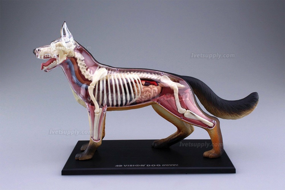 Dog Standing Puzzle Animal Anatomy Model Dog Dissection Model Figure